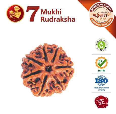 Kumbh Rashi Rudraksha 7 Face (+20 mm bread ) - Asli Rudraksha