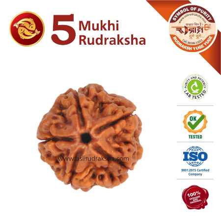 Meen Rashi Rudraksha 5 Face (-20 mm bread ) - Asli Rudraksha